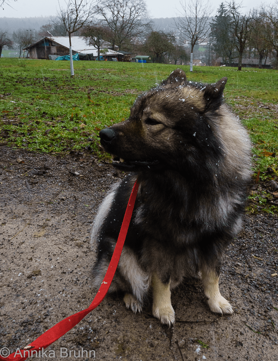 Juhu der erste Schnee